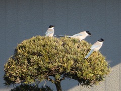 Cyanopica cyanus japonica