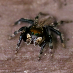 Maratus griseus