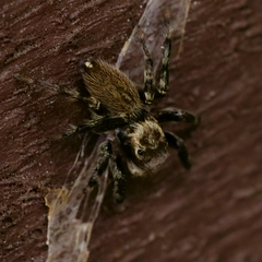 Maratus griseus