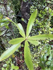 Myrsine salicina