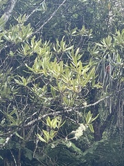 Myrsine salicina