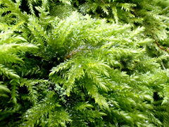 Thamnobryum alopecurum