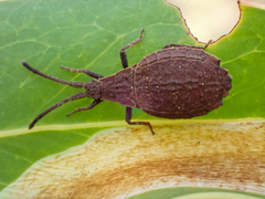 Agriopocoris
