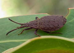 Agriopocoris