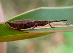 Agriopocoris
