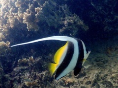 Heniochus acuminatus