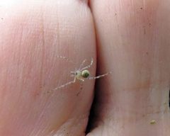Cryptachaea gigantipes