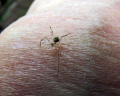 Cryptachaea gigantipes