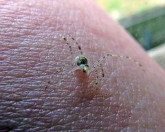 Cryptachaea gigantipes