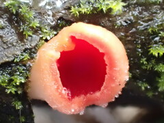 Sarcoscypha coccinea