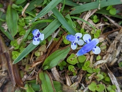 Lindernia rotundifolia