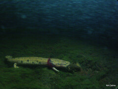 Necturus maculosus