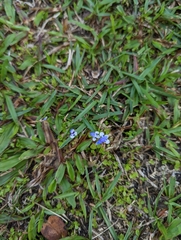 Lindernia rotundifolia