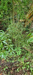 Sophora prostrata