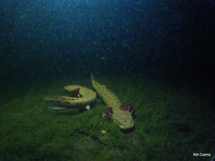 Necturus maculosus