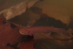 Necturus mounti