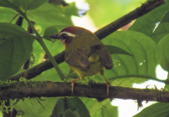 Basileuterus delattrii