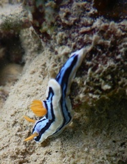 Chromodoris elisabethina