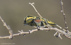 Achardella denticollis