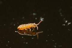 Isotomurus