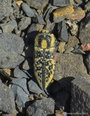 Achardella denticollis