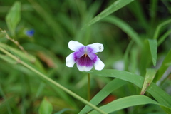 Viola banksii
