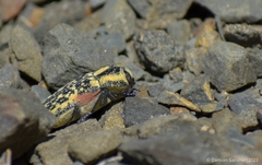 Achardella denticollis