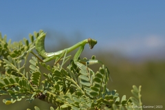 Stagmatoptera hyaloptera