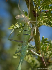 Stagmatoptera hyaloptera
