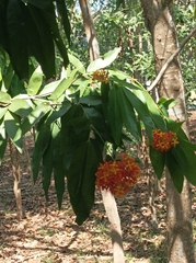 Saraca asoca