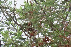 Acrocephalus australis