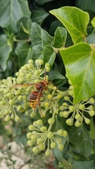 Vespa crabro