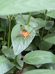Echthromorpha agrestoria