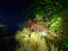Macroctopus maorum