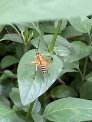 Echthromorpha agrestoria