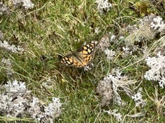 Heteronympha penelope