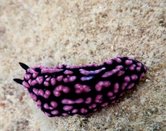 Phyllidiella pustulosa