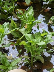 Gymnocoronis spilanthoides