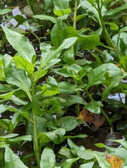 Gymnocoronis spilanthoides