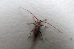 Opsimus quadrilineatus