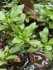 Gymnocoronis spilanthoides