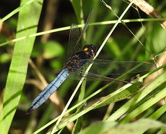 Crocothemis nigrifrons