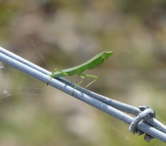 Orthodera ministralis