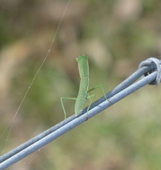 Orthodera ministralis