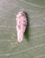 Tinea pellionella