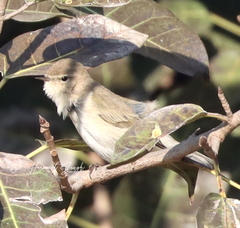 Phylloscopus sindianus