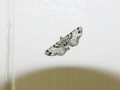 Pasiphila bilineolata