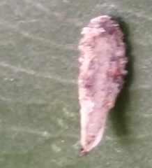 Tinea pellionella