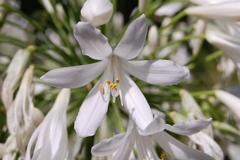Agapanthus praecox