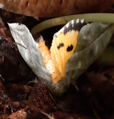 Eudocima hypermnestra